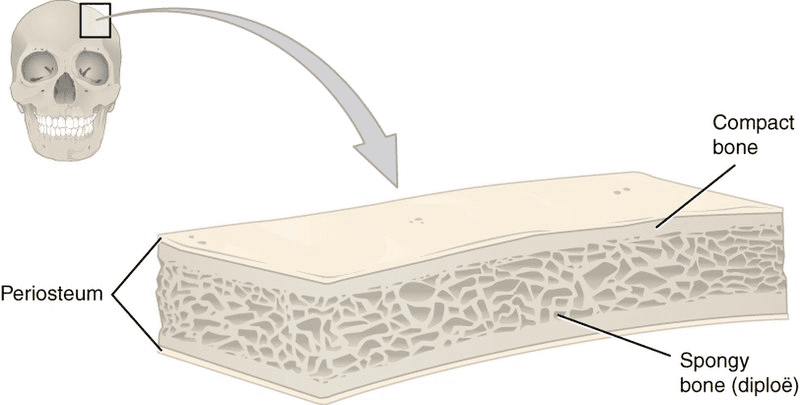 Diagram showing different parts of bone structure